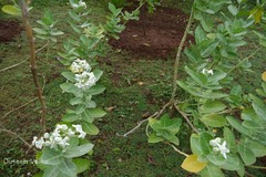 Calotropis gigantea